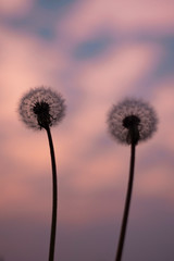 Dandelions with beautiful sky in the background