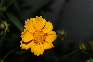 желтый цветочек