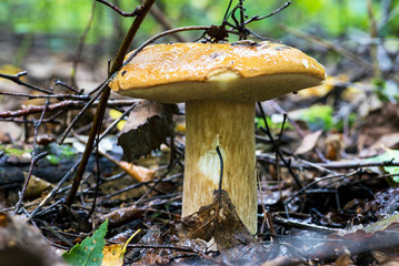 Large White mushroom boletus in the forest in a clearing.