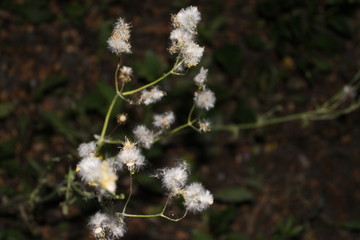 природный цветок