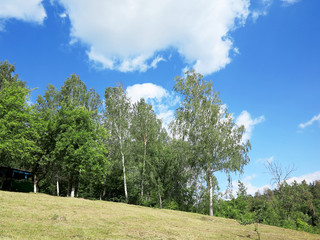 Beautiful summer landscape with the birches forest
