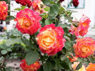 Colorful, beautiful, delicate rose in the garden