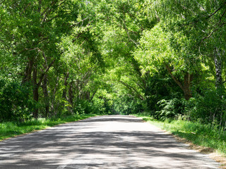 Tunnel made from trees growing above the road. Road on a summer day. Nature conceptual image.