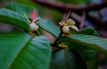 flower, flor, verde