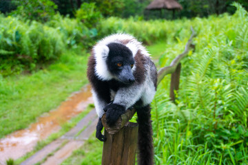 マダガスカルのシロクロエリマキキツネザル（クロシロエリマキキツネザル） (Black-and-white ruffed lemur)