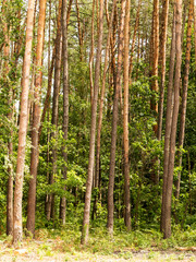 Fototapeta na wymiar inside pine tree forest / coniferous forest