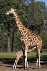Giraffe mother is breastfeeding her baby.