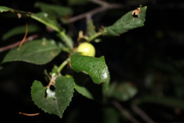 веточки дерева