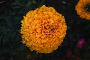 Blumen aus Hallstadt / &Ouml;sterreich