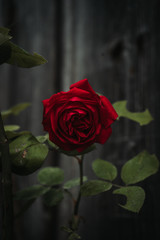 Blumen aus Hallstadt / Österreich