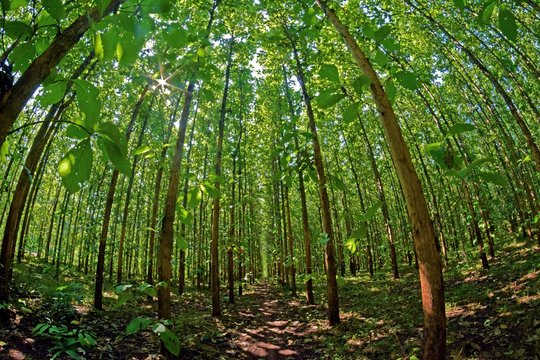 Teak forest - Green and lush teak trees in the forest