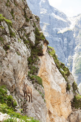 Fototapeta na wymiar Ibex (Capra ibex) in the mountains. European wildlife nature. Walking in Slovenia. Get close to ibex. Nature in the Triglav National Park