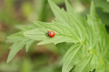 ladybug on green leaf