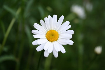 daisy in the grass