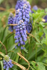 bunch of purple flowers