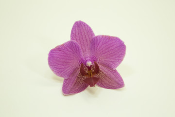 Orchid flower. Isolated on white background. Very beautiful purple flower.