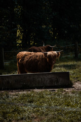 schottische Hochlandrinder / Rind / Cow / Kuh