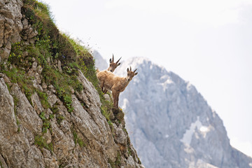 Ibex (Capra ibex) in the mountains. European wildlife nature. Walking in Slovenia. Get close to ibex. Nature in the Triglav National Park