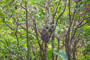マダガスカルのハイイロジェントルキツネザル(Eastern lesser bamboo lemur)
