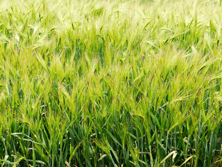 Wheat field. Ears of golden wheat close up. Background of ripening ears of wheat field. Beautiful Nature Sunset Landscape. Rural Scenery under Shining Sunlight.  Rich harvest Concept. Label art design