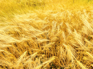 Wheat field. Ears of golden wheat close up. Background of ripening ears of wheat field. Beautiful Nature Sunset Landscape. Rural Scenery under Shining Sunlight.  Rich harvest Concept. Label art design