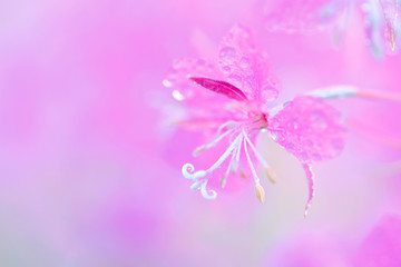Fototapeta na wymiar Pink fireweed flowers close up on an blur background