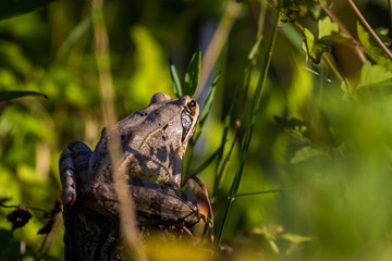 Agile frog (Rana dalmatina)