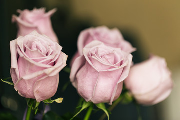 Delicate off-pink roses in soft color and blur style. Selective focus. To use as a background for creative design for birthday, Valentine's Day, wedding.