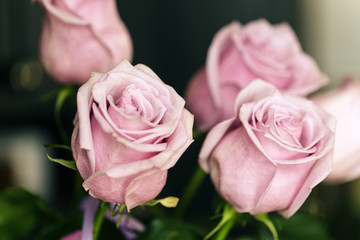 Delicate off-pink roses in soft color and blur style. Selective focus. To use as a background for creative design for birthday, Valentine's Day, wedding.