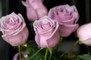 Delicate off-pink roses in soft color and blur style. Selective focus. To use as a background for creative design for birthday, Valentine's Day, wedding.