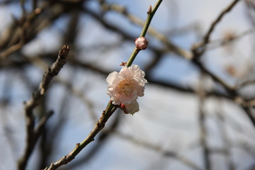 八重咲きの白梅一輪