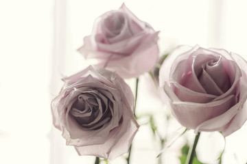 Delicate pink roses in soft color and blur style. Selective focus. To use as background for creative design for birthday, Valentine's Day, wedding, celebration.