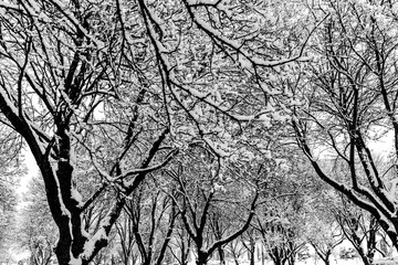 Thick Layers of Snow on Tree Branches