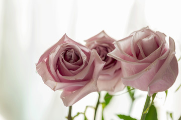 Delicate pink roses in soft color and blur style. Selective focus. To use as background for creative design for birthday, Valentine's Day, wedding, celebration.