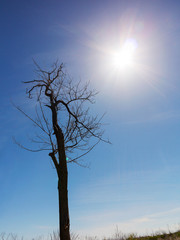 Authentic landscape of dry tree branches without leaves against the bright scorching sun of the summer day.