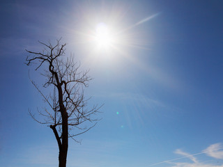 Authentic landscape of dry tree branches without leaves against the bright scorching sun of the summer day.