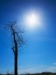 Authentic landscape of dry tree branches without leaves against the bright scorching sun of the summer day.