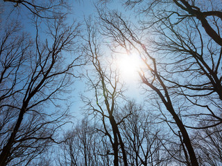 Tree tops converging. Upward perspective view, Lower angle view of tall trees winter clear blue sky wallpaper. Light of the sun breaks through the branches.