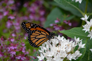 Monarch Butterfly. A monarch butterfly feeding on a white flower in springtime.