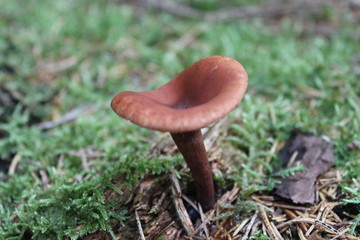 Pilze