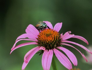 Insect on a pink Coneflower 