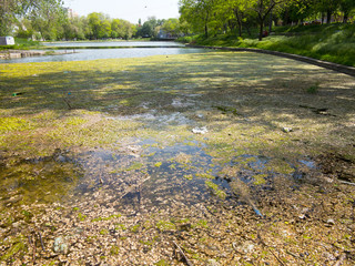 Authentic landscape polluted pond in city Park. Sewage drains into the river, the sea, the lake....
