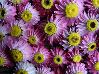 Pink and white straw flowers. 