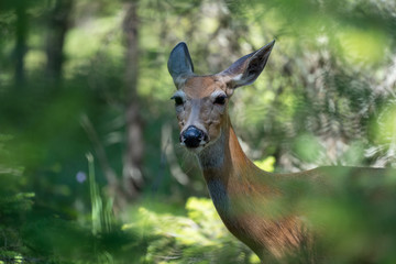 Deer looks at the camera while emerging out of a forest in Glacier National Park