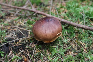 Pilze