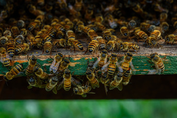  bees in the hive
