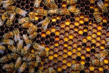  bees in the hive