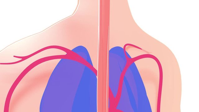 Schematic 3d animation of the course of digestion in the human digestive system. From the mouth to the intestines, through the esophagus and stomach.