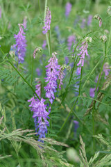 Forest plants bird Vech, wild vetch (Vicia cracca) in the grass in summer, macro photography, selective focus.