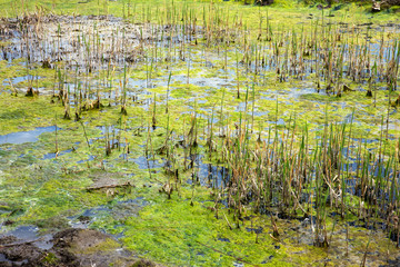 Sewage drains into the river, the sea, the lake. Environmental pollution. Wastewater, ecological catastrophe